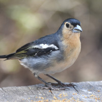 Canary Islands Chaffinch